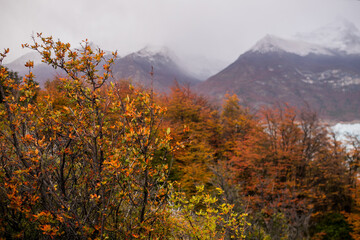 Bosque en otoño