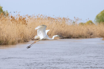 Fototapeta na wymiar White great egret flying in the reeds of Volga river in the blue sky 