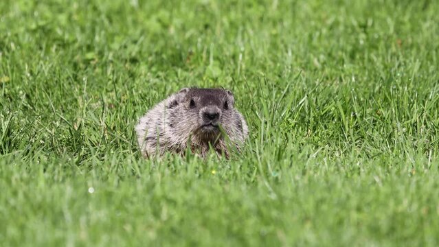 adorable young baby groundhog looks directly at camera while searching for food on a summer morning with a blurry background macro close up wildlife