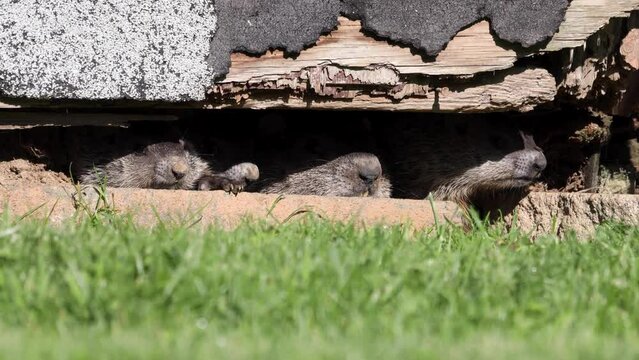 mother and baby groundhogs poke their noses our from under an abandoned shed in an urban backyard on a summer morning macco close up wildlife