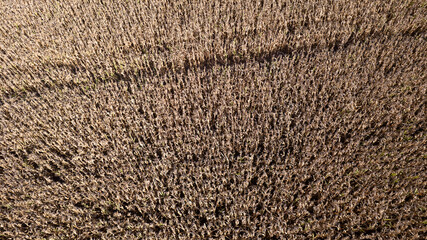 Aerial view of a cornfield in the countryside. On a farm in Brazil.