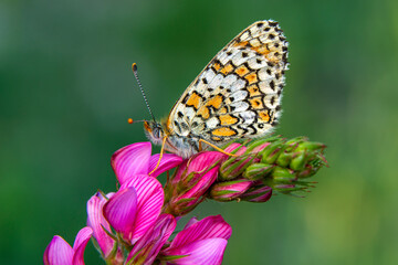 Macro shots, Beautiful nature scene. Closeup beautiful butterfly sitting on the flower in a summer garden.