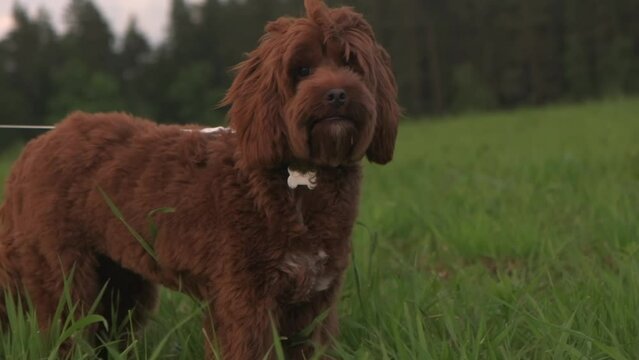 labradoodle walks in nature with the owner
