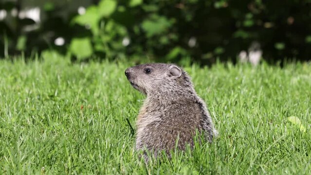 baby groundhog nervously and cautiously chews on grass while standing on its hind legs and looking around on a summer morning with a blurry background macro close up wildlife