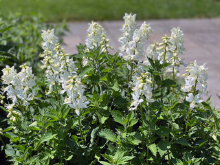 White flowers of Dictamnus albus, commonly known as gas plant blooming in the garden.