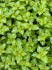 Lime green leaves background of Lamium maculatum aureum, also known as spotted dead nettle, a hardy perennial ground cover for the shade garden.