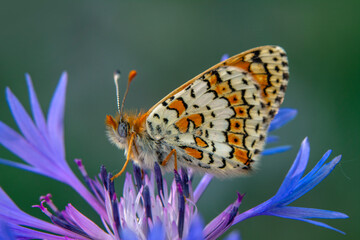 Macro shots, Beautiful nature scene. Closeup beautiful butterfly sitting on the flower in a summer garden.