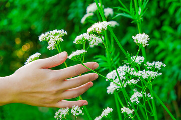 Valerian officinalis.Hand touches valerian flowers in the summer garden .Healing herbs.White...
