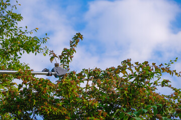 plant formation.Pruning tall trees in the garden.Telescopic garden shears cut green branches on heaven background.telescopic pruner for pruning branches. Pruning Tool.Gardening and farming tools.