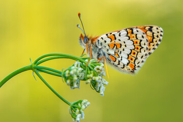 Macro shots, Beautiful nature scene. Closeup beautiful butterfly sitting on the flower in a summer garden.
