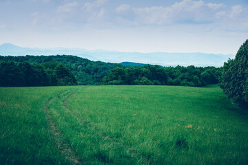 Green meadow on a sunny day.Summer season. High quality photo.