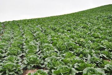 field of cabbage