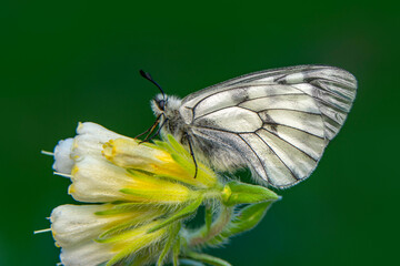 Macro shots, Beautiful nature scene. Closeup beautiful butterfly sitting on the flower in a summer garden.
