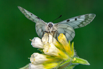 Macro shots, Beautiful nature scene. Closeup beautiful butterfly sitting on the flower in a summer garden.