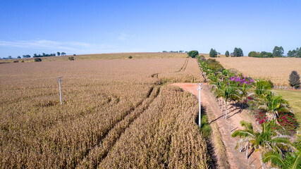 Aerial view of a cornfield in the countryside. On a farm in Brazil.