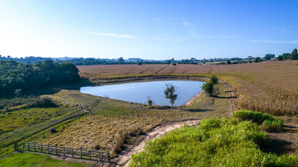 Aerial view of a cornfield in the countryside. On a farm in Brazil. With a lake in the background
