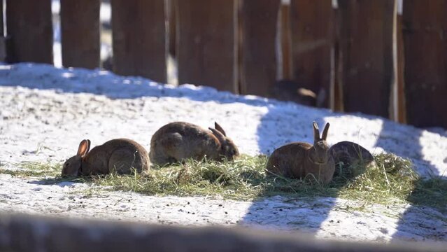 Rabbits at Langedrag eating hay in the sun slow motion - Mixed wild and tame rabbit Oryctolagus cuniculus domestica - Fence in fore and background and rabbits in center with dow coming into frame