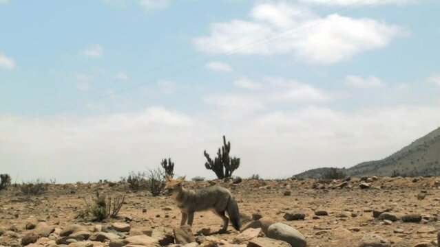 Close Up Of View Of An Andean Fox (Lycalopex Culpaeus) In The Atacama Desert In Chile. wide