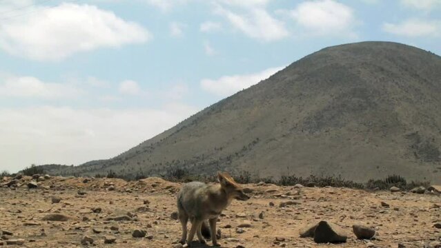 Portrait Of A Culpeo (Andean Fox) In Nonpolar Desert Of Atacama In Northern Chile With Mountain Landscape In Background. wide