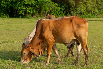 Naklejka na ściany i meble . Cows is eating grass in the field, Thai cow on a pasture.