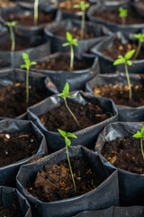 Cannabis sprout close up. Sapling Marijuana Sativa, Fresh young marijuana seedling in greenhouse