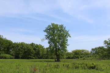 Obraz premium Cottonwood alone with cirrus clouds in the sky at Somme Prairie Nature Preserve in Northbrook, Illinois