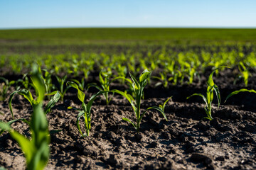 Green corn plants on a fertile field. Agricultural process.