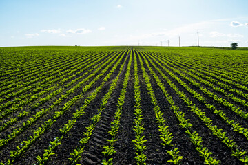 Rows of corn sprouts beginning to grow. Young corn seedlings growing in a soil. Agricultural...