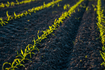 Fresh young green maize plants in curved rows. Corn is growing on a agricultural field. Black soil.