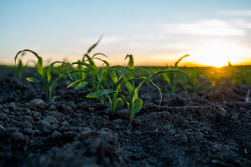 Agriculture concept. Young green corn growing on the fertile field. Young corn plants.