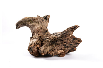 dry dead root isolated on white background