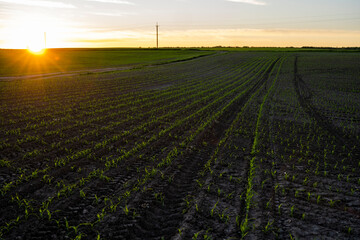 Rows of young corn plants on a fertile field with dark soil in beautiful warm sunshine. Rural...