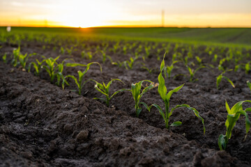 Rows of young corn plants on a fertile field with dark soil in beautiful warm sunshine. Rural...