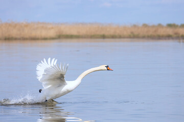 Mute swan is running on the river water surface before take off  © Aguus