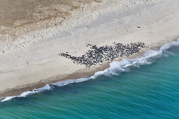 Monomoy Point Seals Aerial at Chatham, Cape Cod