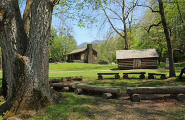 The tree and John Oliver cabin - Great Smoky Mountains National Park, Tennessee