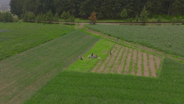 Agricultura, agricultor, sembrar, cosechar, semilla, siembra, hortalizas, naturaleza, campo, verde, fruto, plantas, verduras, Guatemala, verano, invierno. 