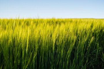 Landskape of an agricultural field with a green barley. Nature. Agricultural proces of growing cerals.