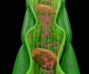 Internal phloem structure from the stem plant - obrazy, fototapety, plakaty