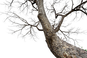 Twigs of a dead tree isolated on a white background, clipping path