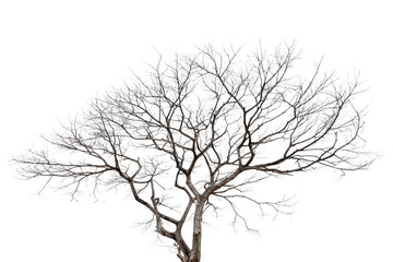 Fototapeta na wymiar Dead tree isolated on a white background, clipping path