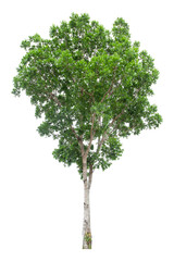 Obraz premium Large green tree is isolated on a white background. clipping path
