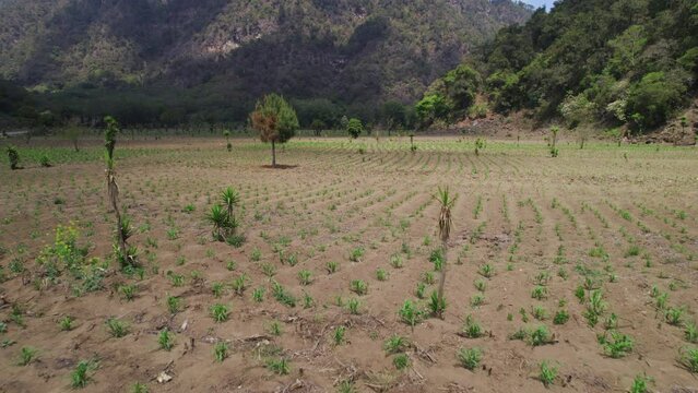 Agricultura, agricultor, sembrar, cosechar, semilla, siembra, hortalizas, naturaleza, campo, verde, fruto, plantas, verduras, Guatemala, verano, invierno. 