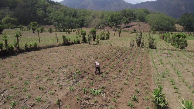 Agricultura, agricultor, sembrar, cosechar, semilla, siembra, hortalizas, naturaleza, campo, verde, fruto, plantas, verduras, Guatemala, verano, invierno. 
