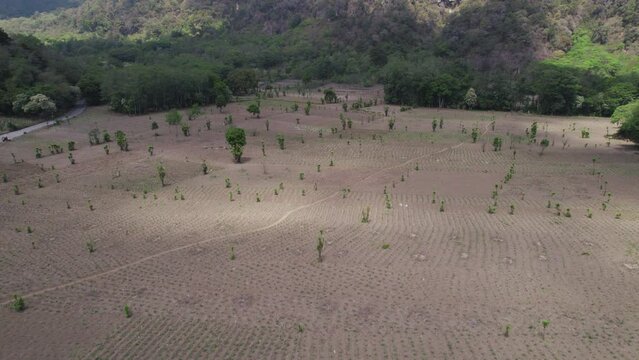 Agricultura, agricultor, sembrar, cosechar, semilla, siembra, hortalizas, naturaleza, campo, verde, fruto, plantas, verduras, Guatemala, verano, invierno. 