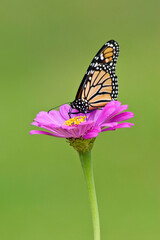 Monarch Butterfly Pollinating a Zinnia Flower