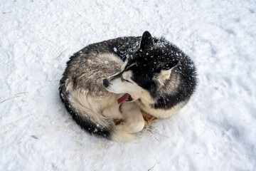 Dog siberian hasky on winter background.
