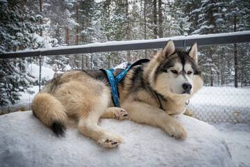 Dog siberian hasky on winter background.