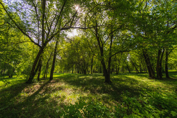 Fototapeta na wymiar Forest clearing in a green forest in the spring