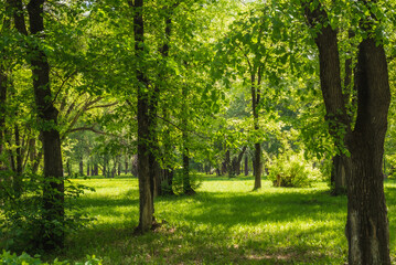 Fototapeta na wymiar Forest clearing in a green forest in the spring